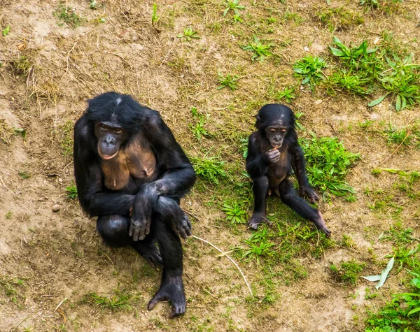 Bonobo madre sentada junto con su bebé, mono humano con bebé, chimpancés pgymy, especie de primate en peligro de extinción de África — Foto de Stock