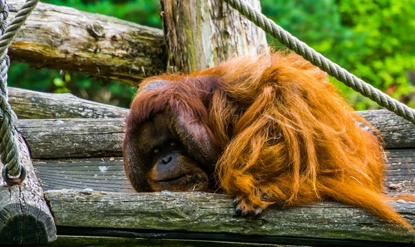 Nahaufnahme eines bornealen Orang-Utans, einer wunderschönen exotischen Primaten, einer vom Aussterben bedrohten Tierart aus Borneo — Stockfoto