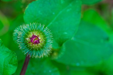 closeup of a flower seed head of a wild rhubarb, Wild plant specie from Europe, nature background clipart