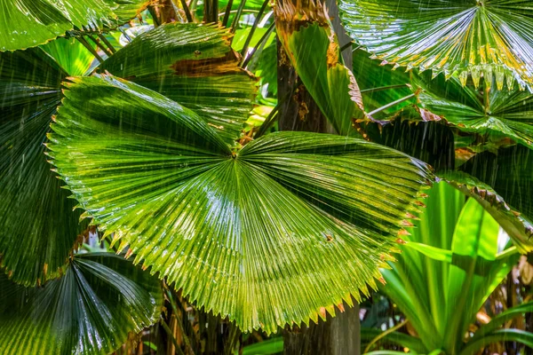 Yağmurlu havalarda Çin taraftar palmiyesi bitkisi, güzel tropikal doğa arka planı — Stok fotoğraf