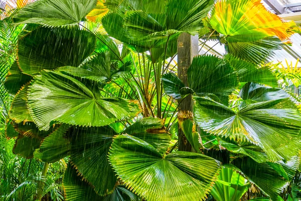 Yağmur, tropikal bambu yaprakları, egzotik bahçe arka planı olan Çinli hayran palmiyesi. — Stok fotoğraf