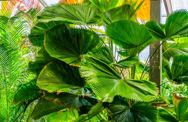 Close-up de um fã chinês palmeira, folhas de bambu úmidas tropicais, jardim exótico fundo — Fotografia de Stock