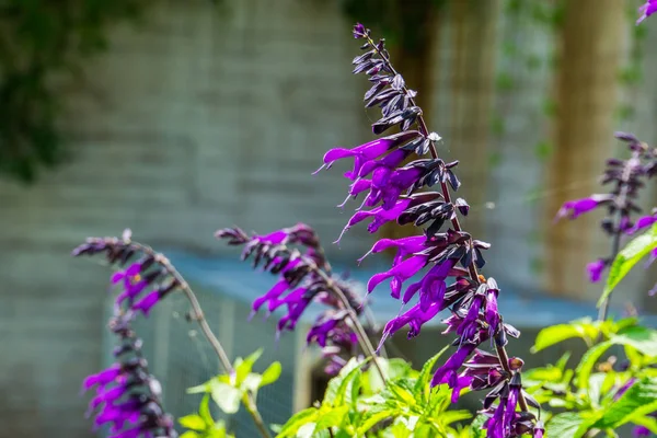Salvia Amistad, Avrupa 'dan adaçayı türü, bitkisel bitki türü