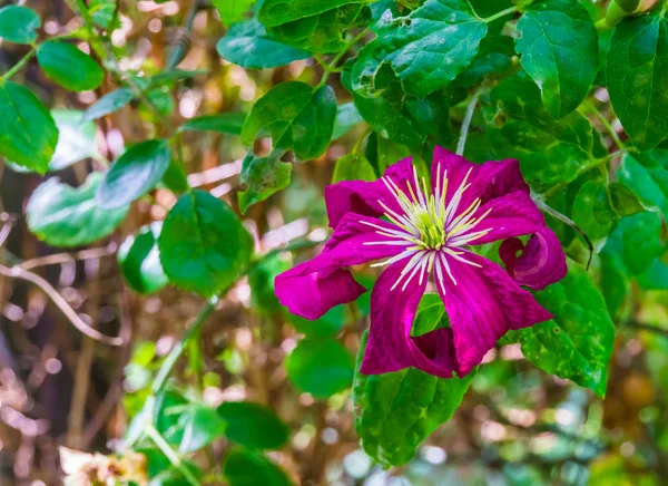 Primer plano de una flor de color rosa oscuro clematis, planta trepadora, planta de jardín de flores cultivadas populares, fondo de la naturaleza —  Fotos de Stock