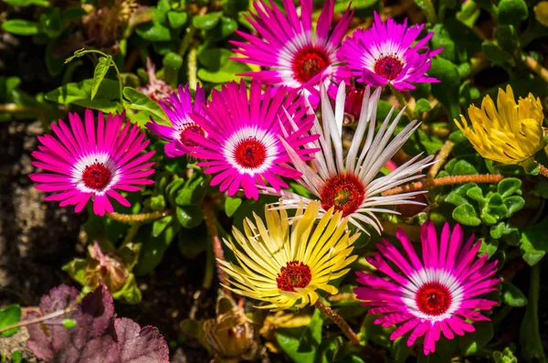 Beautiful and colorful ice plant flowers in bloom, nature background, popular tropical ornamental garden plant — Stock Photo, Image