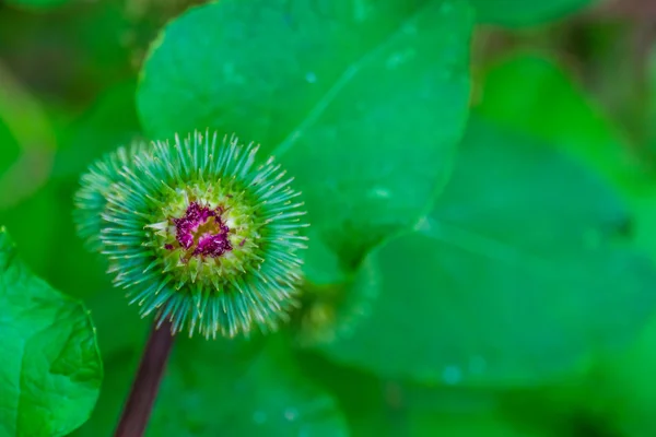 Close-up de uma cabeça de semente de flor de um ruibarbo selvagem, Espécie de planta selvagem da Europa, fundo de natureza — Fotografia de Stock