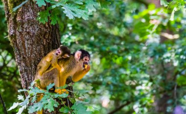 common squirrel monkey with a infant on her back eating food in a tree, tropical animal specie from the amazon basin of America clipart