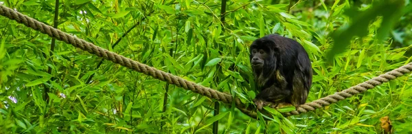 Macaco uivo macho sentado em uma corda de perto, espécie de primata tropical da América — Fotografia de Stock