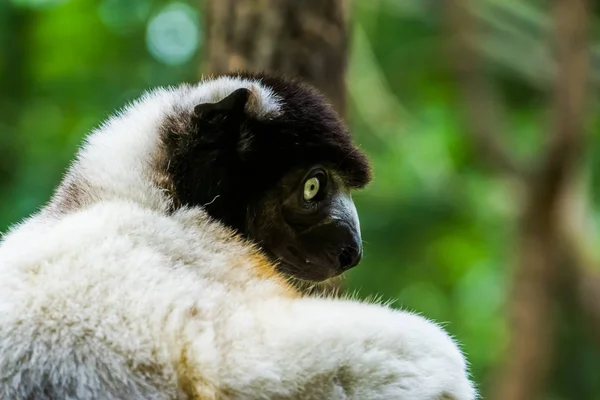 Close-up do rosto de um macaco sifaka coroado de preto, espécie de lêmure ameaçada de Madagáscar — Fotografia de Stock