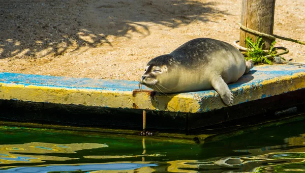 Selo do porto que coloca na lateral, espécie animal semi-aquático comum — Fotografia de Stock