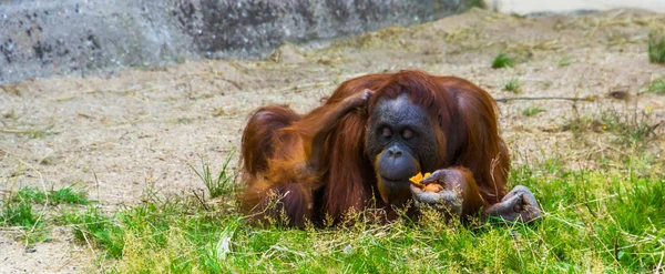 Мать родившегося орангутанга ест вместе со своим ребенком, находящимся под угрозой исчезновения видом животных из Индонезии. — стоковое фото