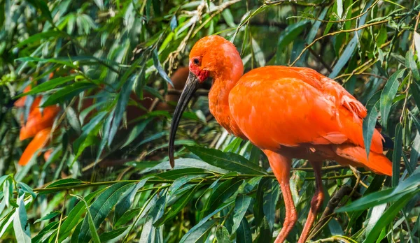 Zbliżenie portret czerwonego szkarłatnego ibis siedzącego na drzewie, kolorowy i tropikalny gatunek ptaków z Ameryki — Zdjęcie stockowe