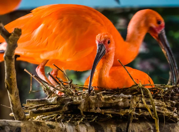 Czerwony szkarłat ibis siedzący w gnieździe podczas sezonu lęgowego ptaków, żywy gatunek ptaków tropikalnych z Ameryki — Zdjęcie stockowe