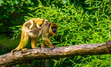 closeup of a gold howler mother monkey with her infant in a tree, Tropical primate specie from America clipart