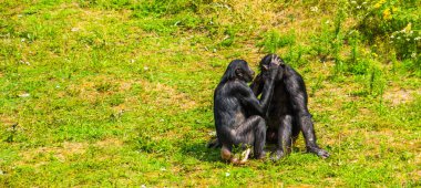 bonobo couple grooming, human apes, pygmy chimpanzees, Social primate behavior, endangered animal specie from Africa clipart