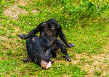 Bonobolar birbirini tımar ediyor, sosyal primat davranışları, insan maymunları, Afrika 'dan nesli tükenmekte olan hayvan türleri.