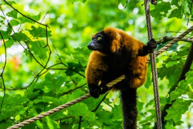 Kırmızı yakalı lemur, yakın plan bir ipte oturuyor. Madagaskar 'dan tehlike altındaki sevimli tropikal maymun.