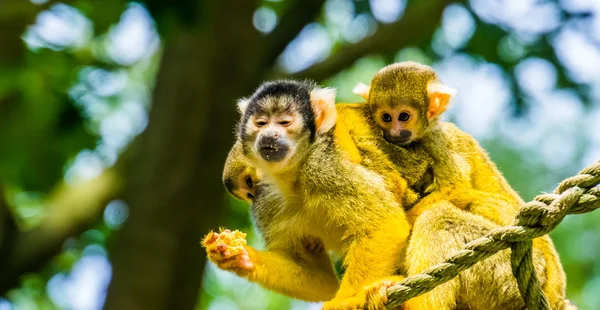 背中に双子の赤ちゃんを持つ一般的なリス猿アマゾン川流域の熱帯動物種 — ストック写真