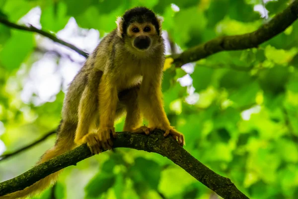 Fotografia Com Foco Raso Do Macaco Branco · Foto profissional gratuita