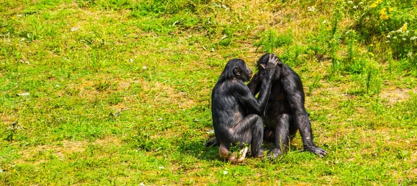 Bonobo casal aliciamento, macacos humanos, chimpanzés pigmeus, comportamento primata social, espécie animal ameaçada de extinção da África — Fotografia de Stock