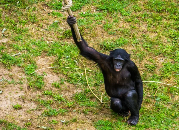 Primer plano de un bonobo sosteniendo una cuerda oscilante, mono humano, chimpancé pigmeo, especie de primate en peligro de extinción de África —  Fotos de Stock