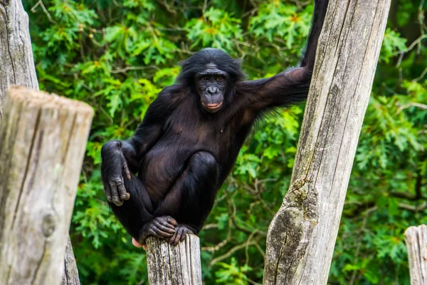 Divertido bonobo de pie en una pose seductora, chimpancé pigmeo, mono humano, especie de primate en peligro de extinción de África —  Fotos de Stock