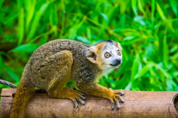 絶滅の危機に瀕したマダガスカルの絶滅危惧動物種である — ストック写真