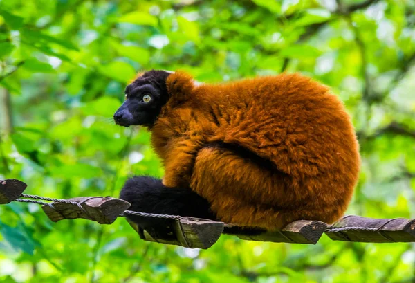 Retrato de cerca de un mono lémur rufo rojo, especie animal en peligro crítico de madagascar — Foto de Stock