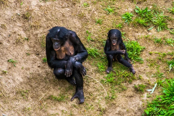 Bonobo moeder zit samen met haar baby in het gras, Menselijke aap baby, pygmee chimpansees, bedreigde primaat soort uit Afrika — Stockfoto