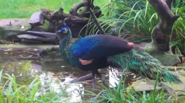 Yeşil Java Peafowl içme suyu, Endonezya 'daki Java' dan güzel renkli kuş, tropikal tehlike altındaki hayvan türü