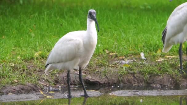 インドネシアの絶滅の危機に瀕した鳥の種の近くを見回す黒い頭の東洋の白いイビスの閉鎖 — ストック動画