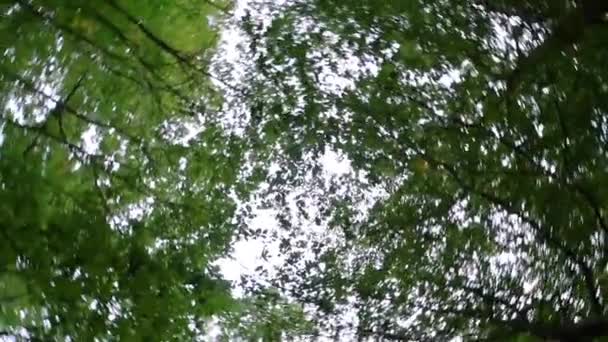 Himmel Med Träd 360 Snurrande Effekt Natur Bakgrund Video Med — Stockvideo
