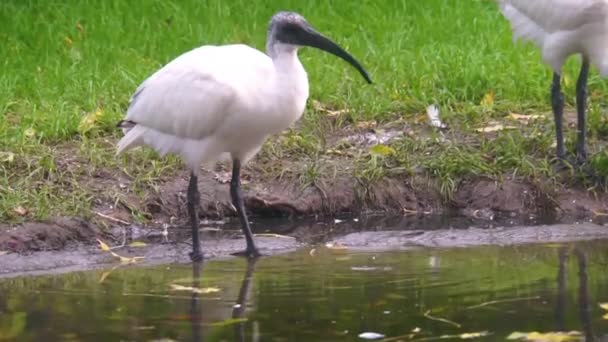 Svart Huvud Orientalisk Vit Ibis Dricksvatten Nära Hotade Djurart Från — Stockvideo