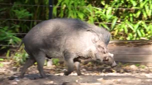 Close Porco Verruga Visayan Macho Andando Por Espécie Animal Criticamente — Vídeo de Stock