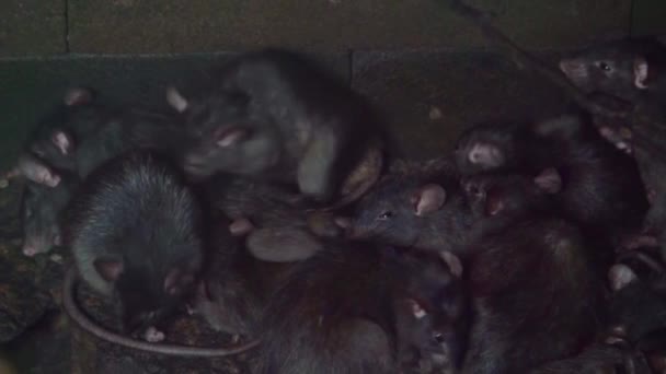Groep Zwarte Ratten Samen Huisplagen Invasieve Soort Knaagdieren Uit Azië — Stockvideo