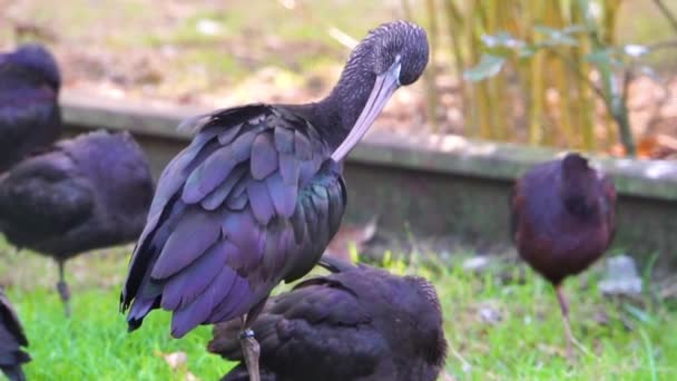 Nahaufnahme Porträt Eines Schwarz Glänzenden Ibis Der Seine Federn Abzieht — Stockvideo