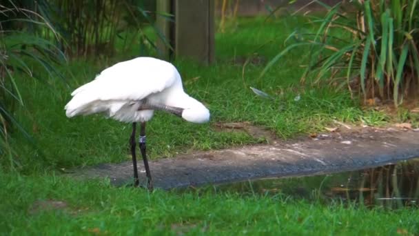 Avrasya Kaşık Kepçesinin Tüylerini Kabartması Avrasya Dan Yaygın Bir Kuş — Stok video