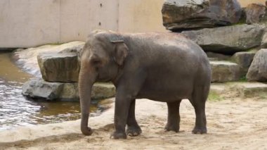 Asya 'da nesli tükenmekte olan bir hayvan türünün güzel portresi.