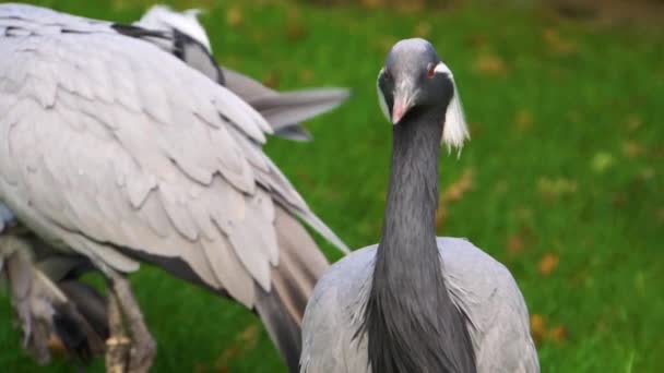 Closeup Demoiselle Crane Looking Preening Its Feathers Popular Bird Specie — Stock Video