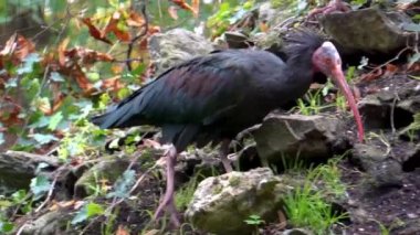 Afrika 'dan gelen tropikal ve nesli tükenmekte olan bir kuş türü.