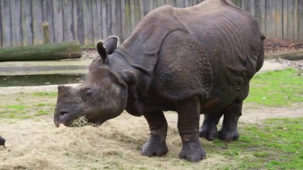 Primer Plano Gran Rinoceronte Indio Comiendo Heno Dieta Rinoceronte Especie — Vídeo de stock