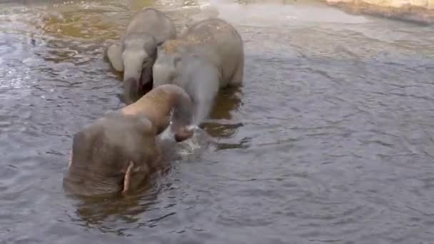 Elefante Asiático Madre Bañándose Con Sus Hijos Rociando Agua Elefantes — Vídeos de Stock
