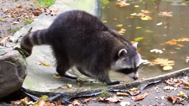 一只北美浣熊的特写 它吃着食物 吃着动物园的动物 吃着来自北美的热带动物 — 图库视频影像