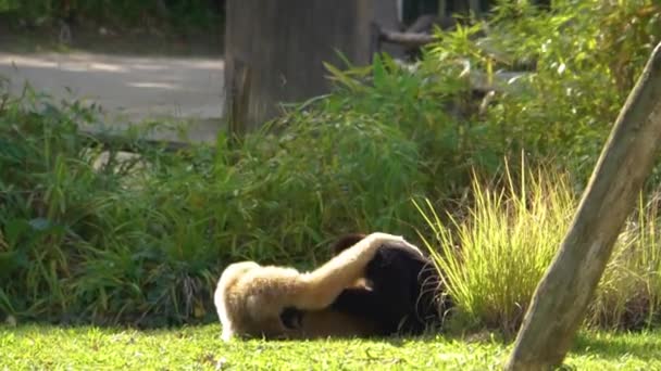 Mâle Femelle Couple Gibbon Joues Blanches Nord Battant Les Uns — Video