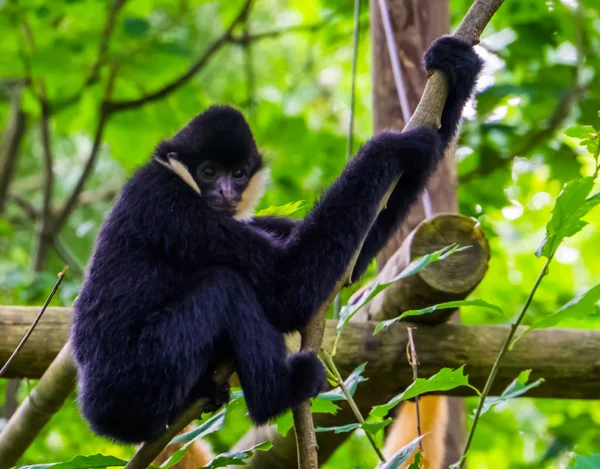 Nahaufnahme eines männlichen Weißwangen-Gibbons, der sich an einem Ast festhält, einer vom Aussterben bedrohten Tierart aus Asien — Stockfoto