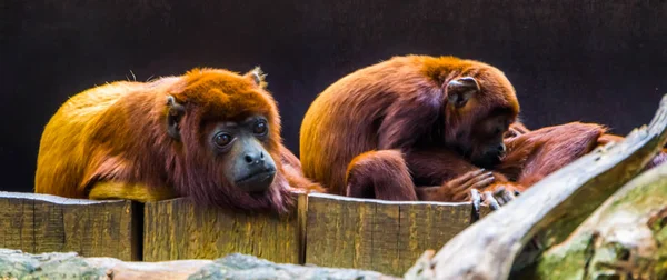 Nahaufnahme einer kupferfarbenen Titte mit Familie im Hintergrund, tropische Primatenart aus Südamerika — Stockfoto