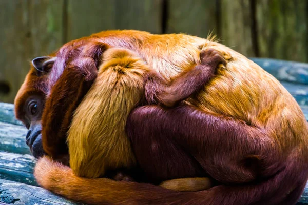 Zbliżenie miedzianego titi z niemowlęciem, małpka przytulająca matkę, naczelny gatunek tropikalny z Ameryki Południowej — Zdjęcie stockowe