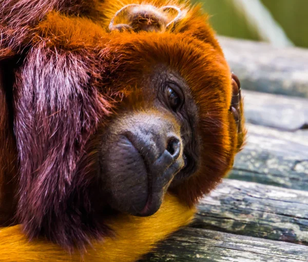 Primer plano de la cara de un titi cobrizo, mono rojo exótico, especie de primate tropical de América del Sur — Foto de Stock