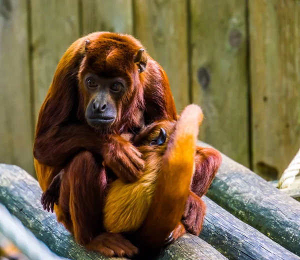 Coppery titi madre con su bebé, mono abrazo con su bebé, comportamiento de primates —  Fotos de Stock