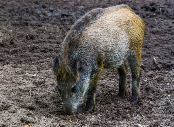 Porträt eines Wildschweins, das die Erde rodet, instinktives Verhalten von Schweinen, häufige Tierart aus Eurasien — Stockfoto